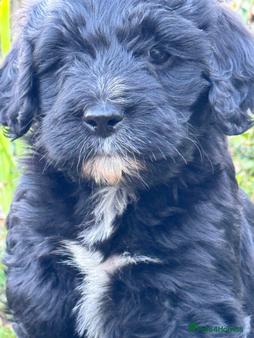 Portuguese Water Dog dogs for sale: ARTSEADOG KC registered Pure Portuguese Waterdogs - Image 30