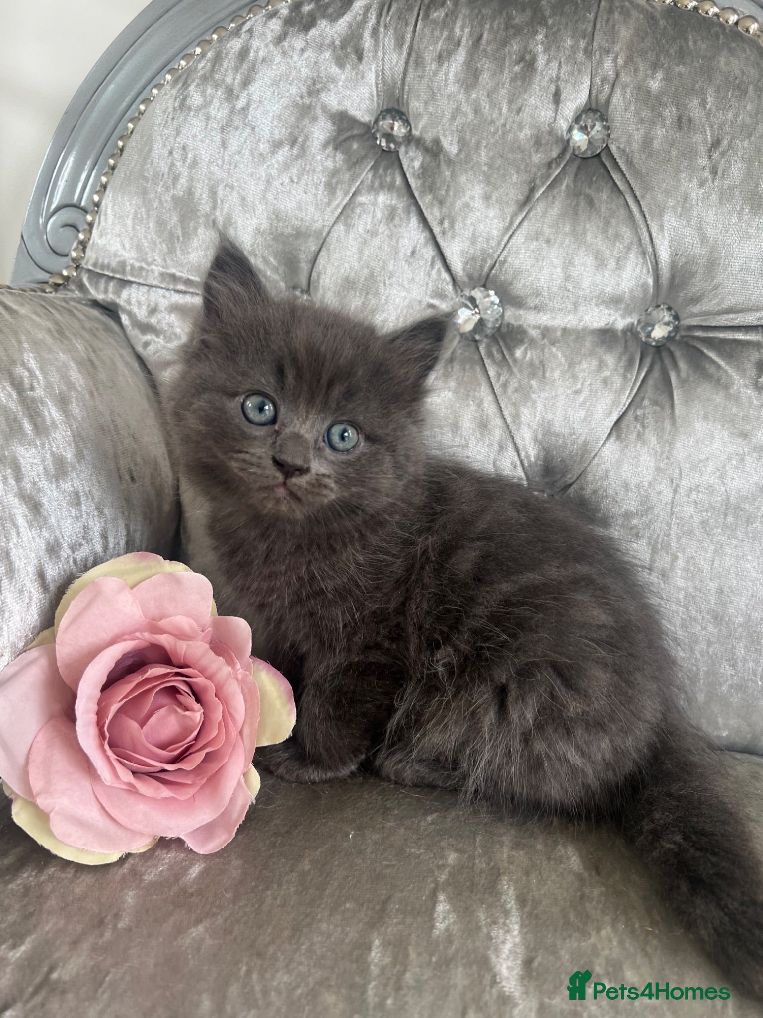 Mixed Breed cats READY NOW RAGDOLL BRITISH BLUE CROSS KITTENS - Advert 3