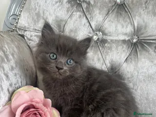 Mixed Breed cats READY NOW RAGDOLL BRITISH BLUE CROSS KITTENS - Advert 9