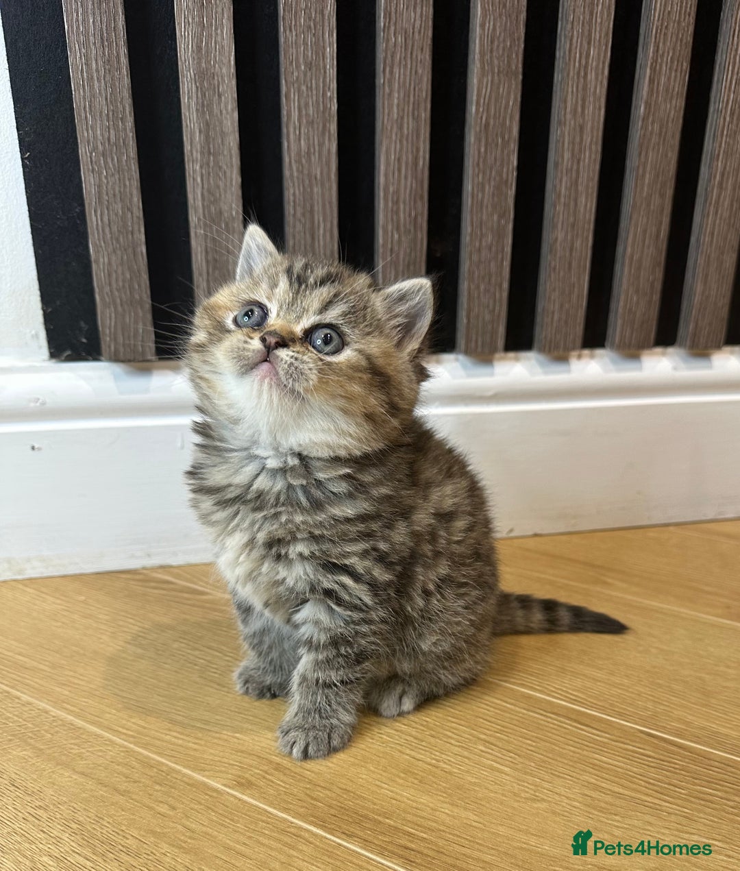 British Shorthair cats for sale: Gorgeous Brown Tabby BSH Kittens - Advert 8