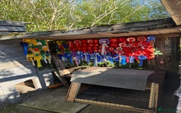 Labrador Retriever dogs for sale: Labrador puppies  - Image 12