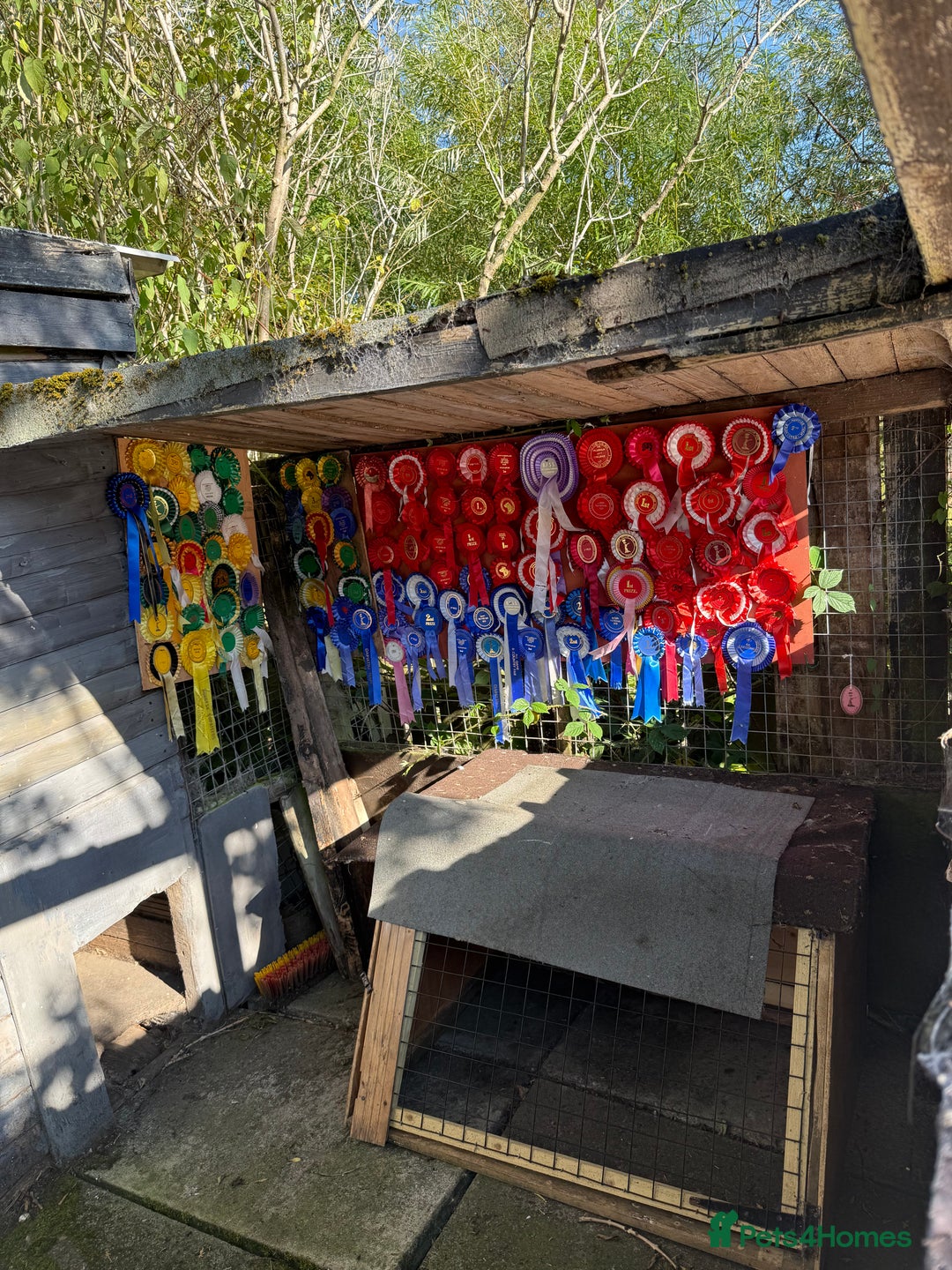 Labrador Retriever dogs for sale: Labrador puppies  - Image 12