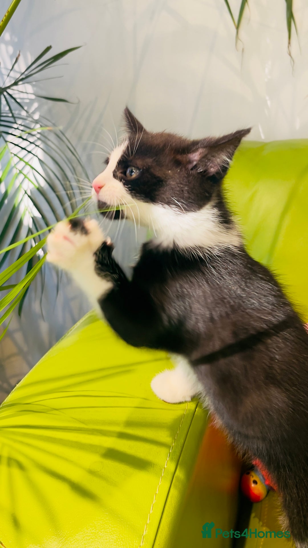 Mixed Breed cats for sale: Wonderful ,healthy clever village Kittens for sale - Advert 35