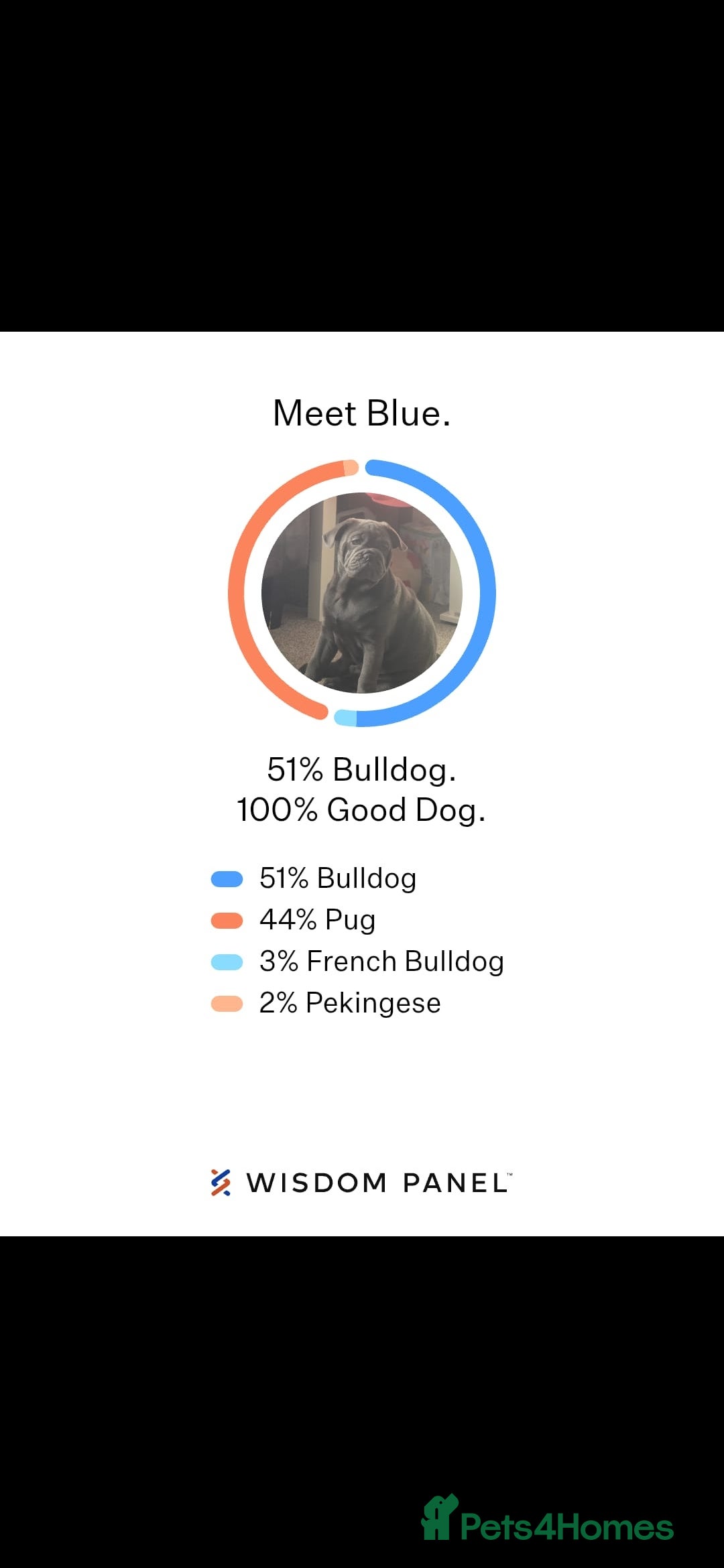 Mixed Breed dogs for sale: English bulldog x pug - Advert 14