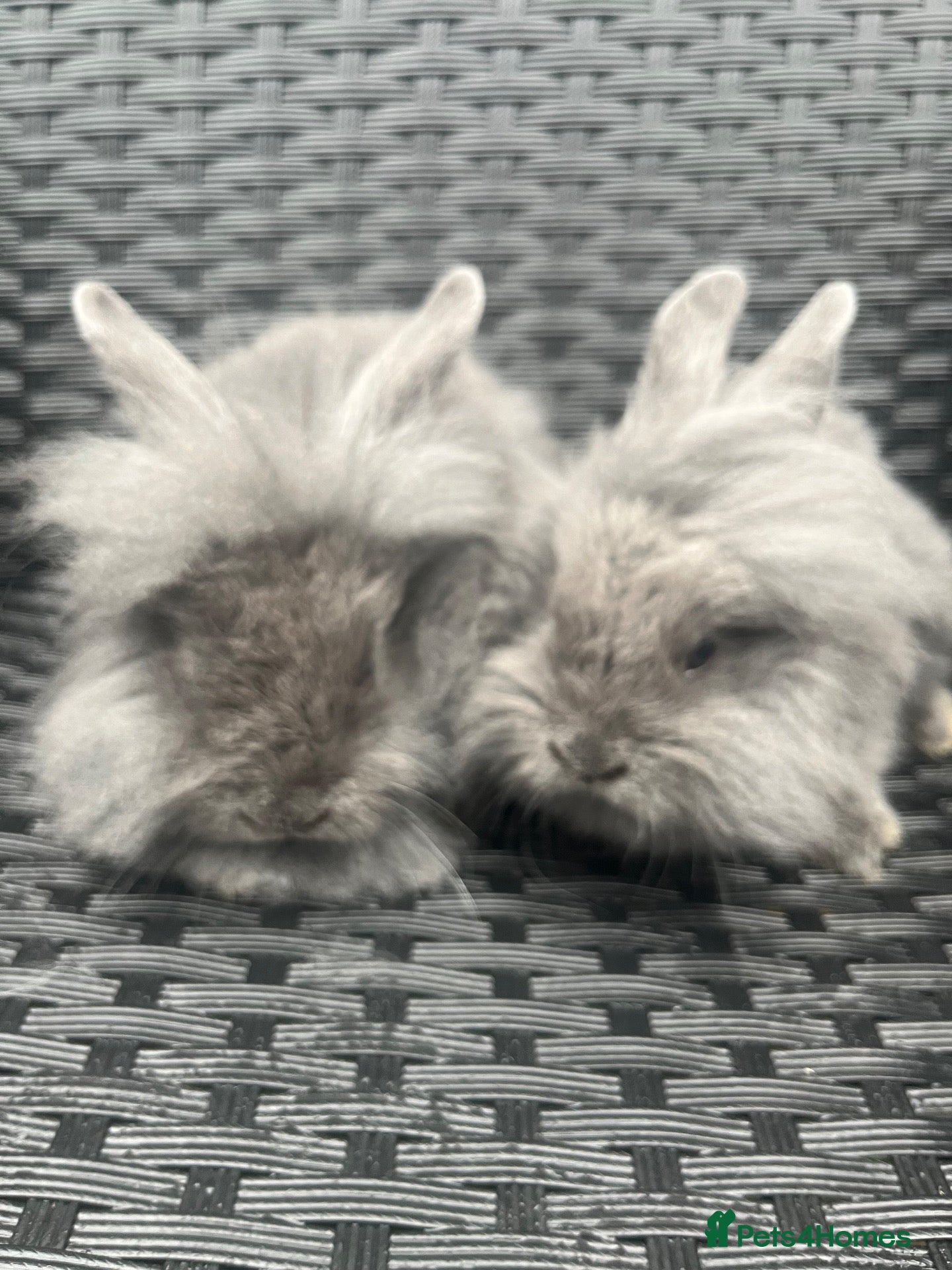 Mini Lion Lop rabbits Ready to go lionhead lops - Advert 6