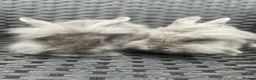 Mini Lion Lop rabbits for sale: Ready to go lionhead lops now reduced - Advert 3