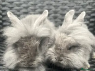 Mini Lion Lop rabbits Ready to go lionhead lops - Advert 6
