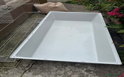 Guinea Pig rodents for sale: Two guinea pigs with extra large enclosure  - Image 2
