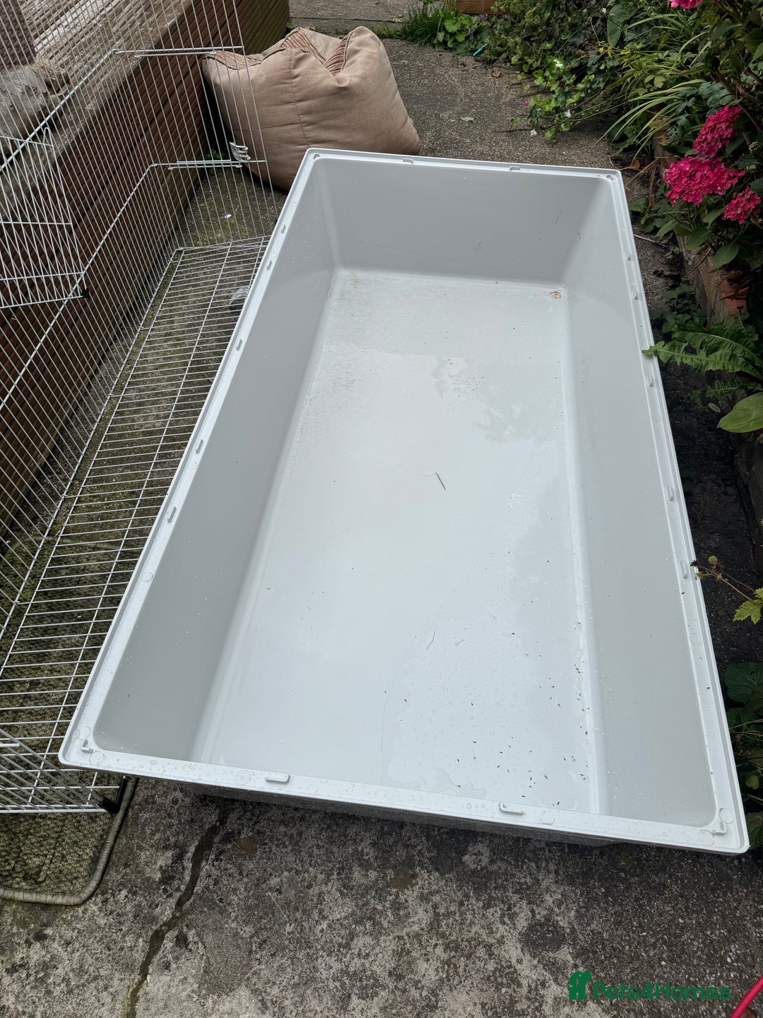 Guinea Pig rodents for sale: Two guinea pigs with extra large enclosure  - Image 2