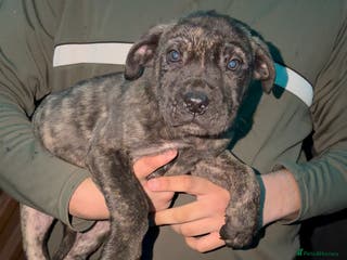 Presa Canario dogs Presa Canario Puppies Spanish x Serbian Imports - Advert 3