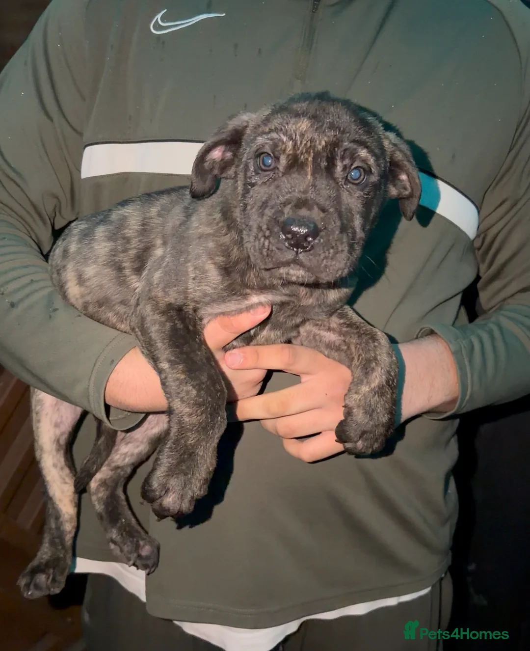 Presa Canario dogs for sale: Presa Canario Puppies Spanish x Serbian Imports - Advert 1