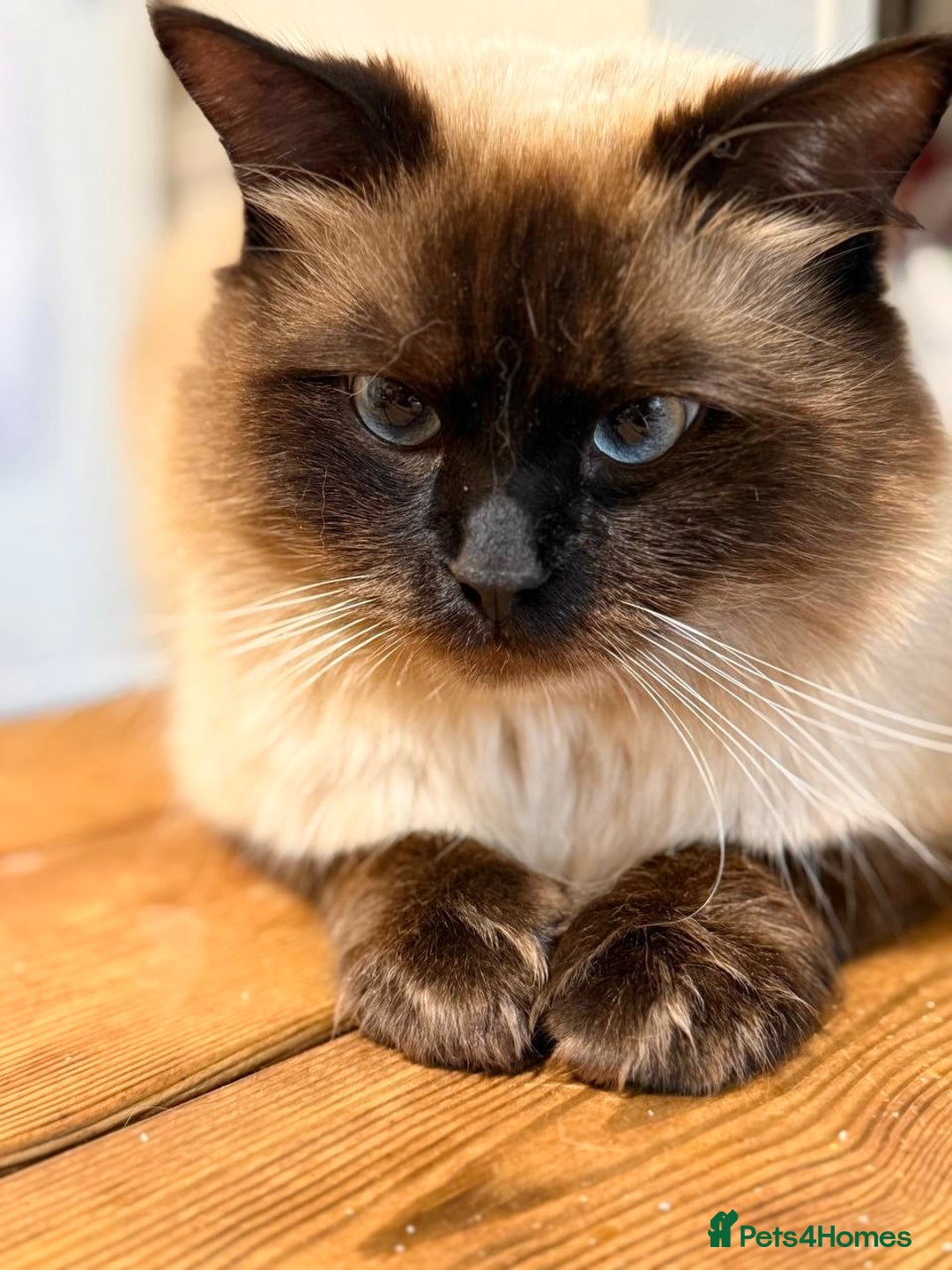 Ragdoll cats for sale: Adorable Ragdoll Kittens  - Image 13
