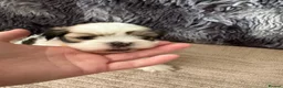 Lhasa Apso dogs for sale: KC Lhasa Apso Puppies – Ancestor of Shih Tzu - Advert 15