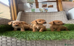 Mixed Breed dogs for sale: Stunning daxiepoos - Advert 15