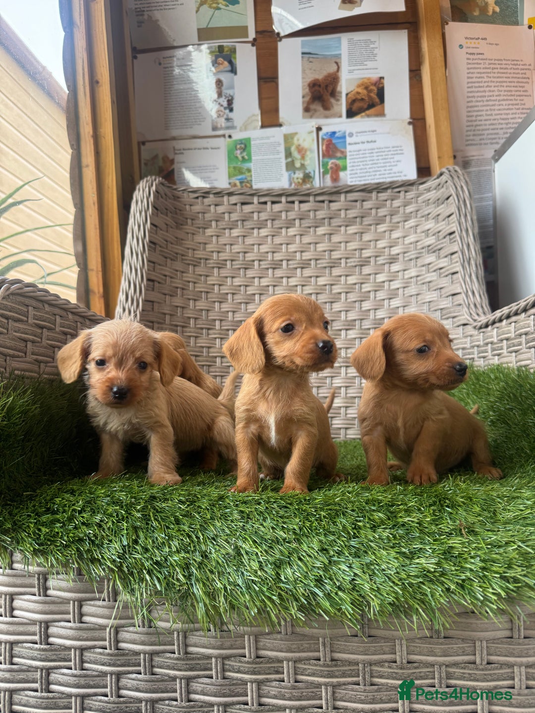 Mixed Breed dogs for sale: Stunning daxiepoos - Advert 15