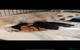 Mixed Breed dogs for sale: Jackapoo springer spaniel dashhound - Image 1