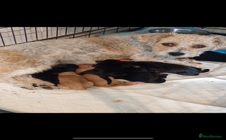 Mixed Breed dogs - Advert 3