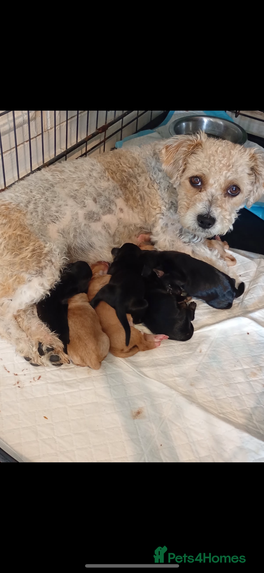 Mixed Breed dogs for sale: Jackapoo springer spaniel dashhound - Image 1