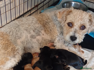 Mixed Breed dogs for sale - Advert 1