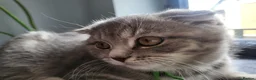 Scottish Fold cats for sale: 🥳PRICE REDUCED! 🥳CUTE PEDIGREE KITTENS!!!🤩  - Advert 9