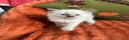 Ragdoll cats for sale: 4 beautiful ragdoll kittens for sale  - Advert 5