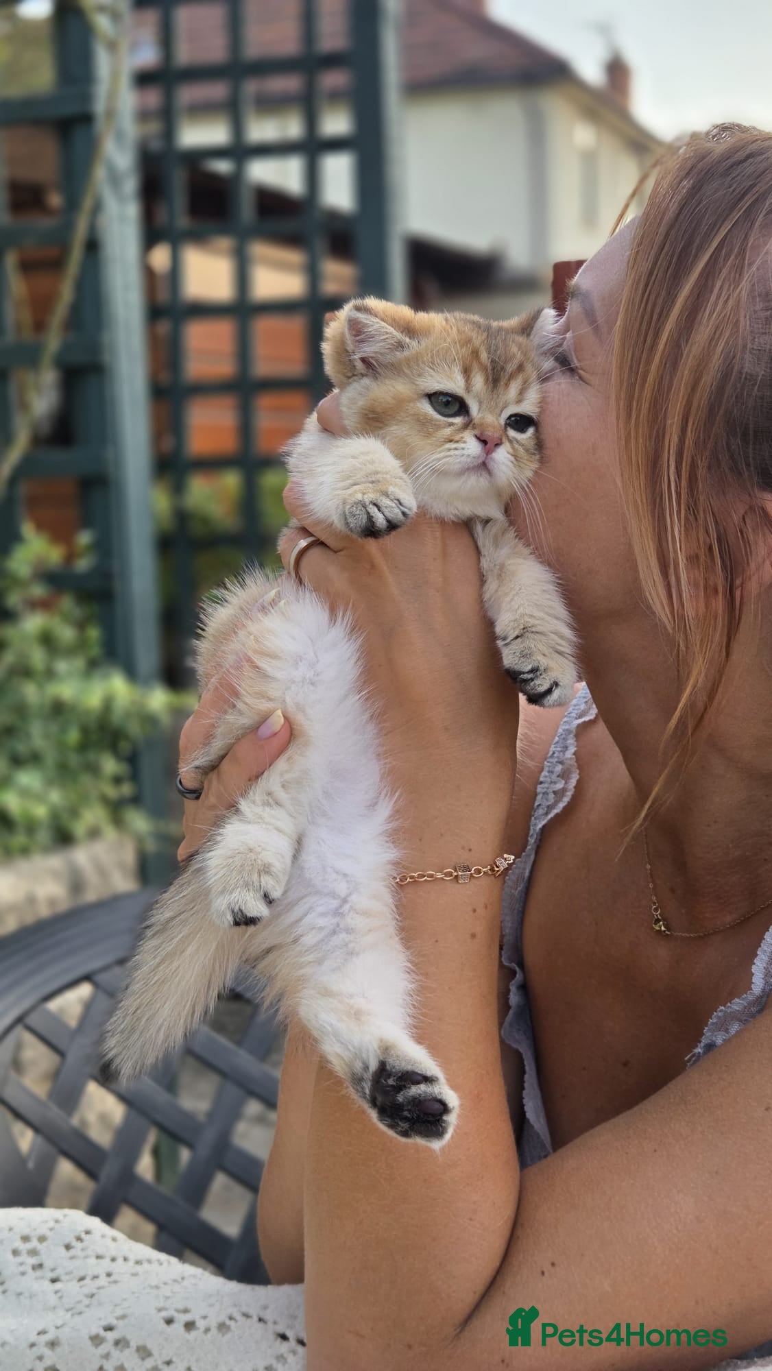Scottish Fold cats Ready to leave Scottish Fold/Straight kittens ❤️  - Advert 2