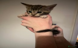 Mixed Breed cats for sale: Kittens ready to go! - Advert 5