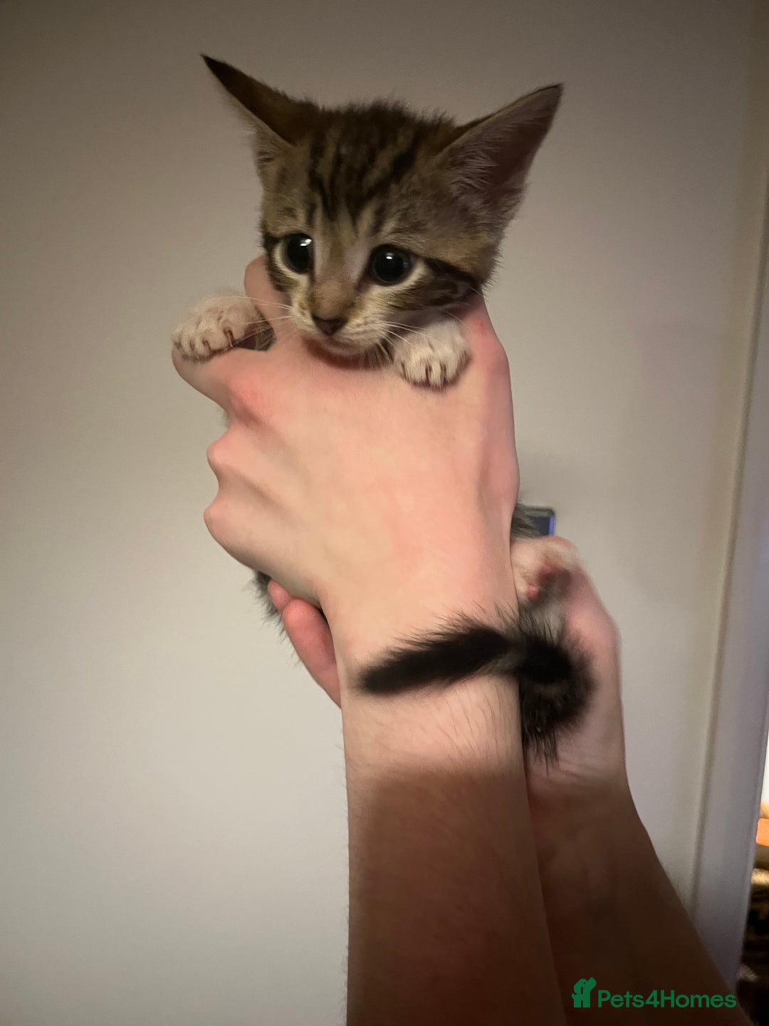 Mixed Breed cats for sale: Kittens ready to go! - Advert 5