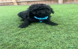 Cockapoo dogs for sale: F1B COCKERPOOS LOOKING FOR THERE FORVER HOME ❤️ - Image 6