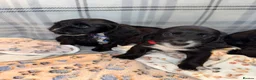Sproodle dogs for sale: 4LEFT REDUCED!! BEAUTIFUL SPROODLE PUPS! - Advert 10