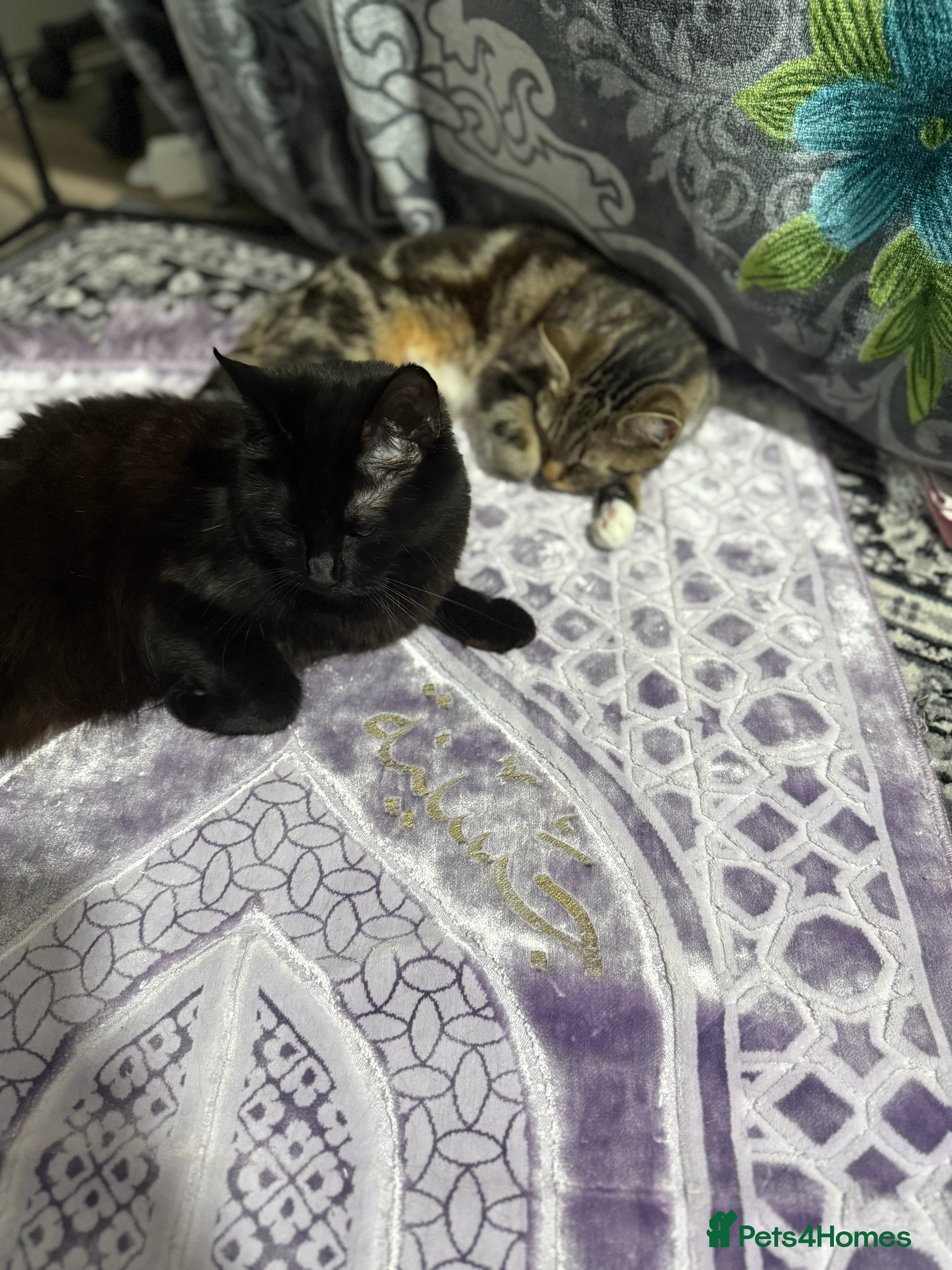 Domestic Shorthair cats Free 2 Sister cats  - Advert 22