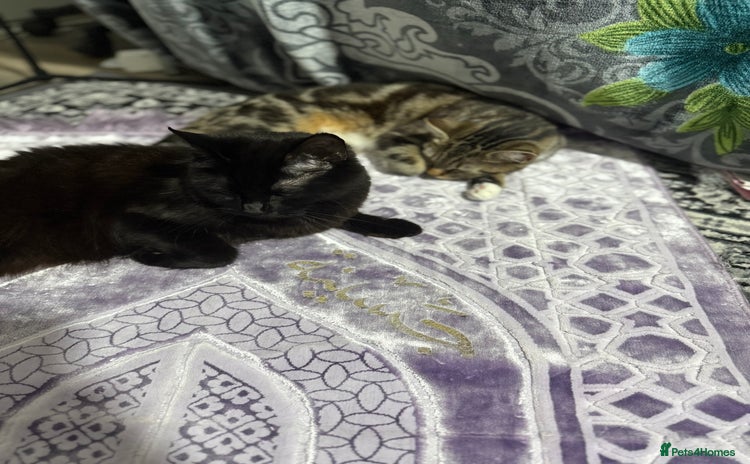 Domestic Shorthair cats - Advert 1