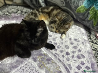 Domestic Shorthair cats - Advert 4