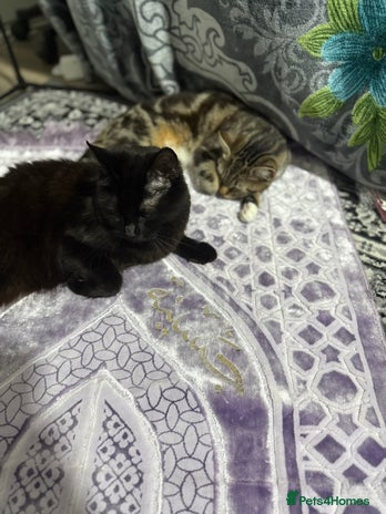 Domestic Shorthair cats - Advert 1