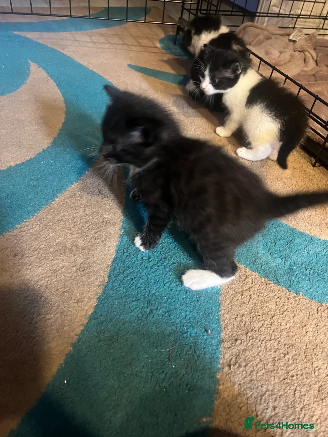 British Longhair cats for sale: Kittens for sale  in Gillingham - Advert 12