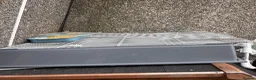 Netherland Dwarf rabbits for sale: Young Rabbit for rehoming  - Advert 7