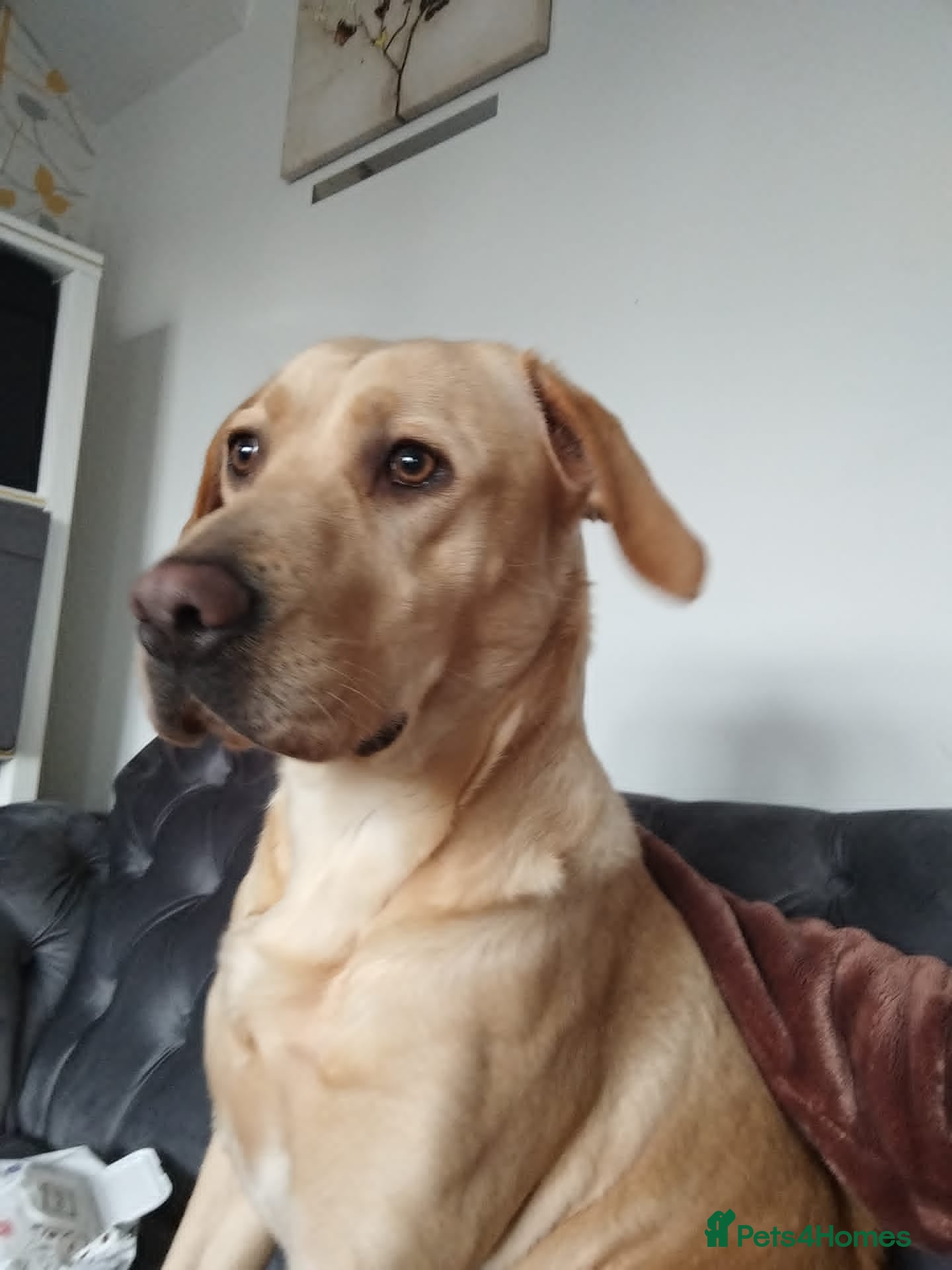 Labrador Retriever dogs for sale: Loving Forever Home Needed for Two Best Friends 🐾 - Advert 4
