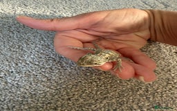 Dragon reptiles for sale: Baby Rankin Dragon - Image 6