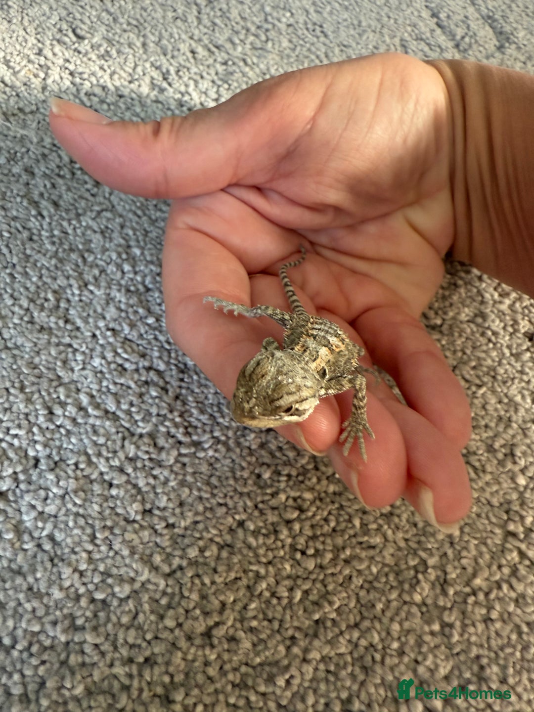 Dragon reptiles for sale: Baby Rankin Dragon - Image 6