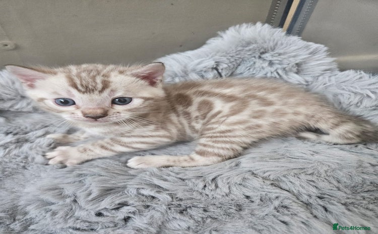 Bengal cats - Advert 1