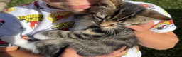 Mixed Breed cats for sale: Adorable kittens in need of a new home ☺️🥰 - Advert 8