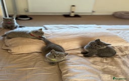 British Shorthair cats for sale: 🐾 British Shorthair Kittens – 8 Weeks Old  - Image 19