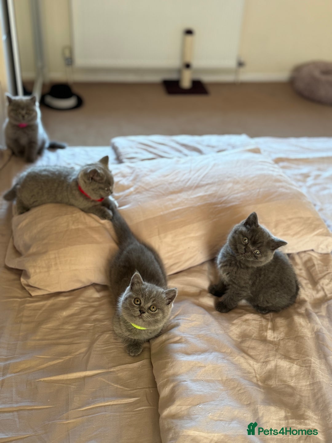 British Shorthair cats for sale: 🐾 British Shorthair Kittens – 8 Weeks Old  - Image 19