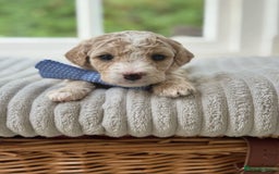 Cavapoochon dogs for sale: Cavapoochon puppies  - Image 7