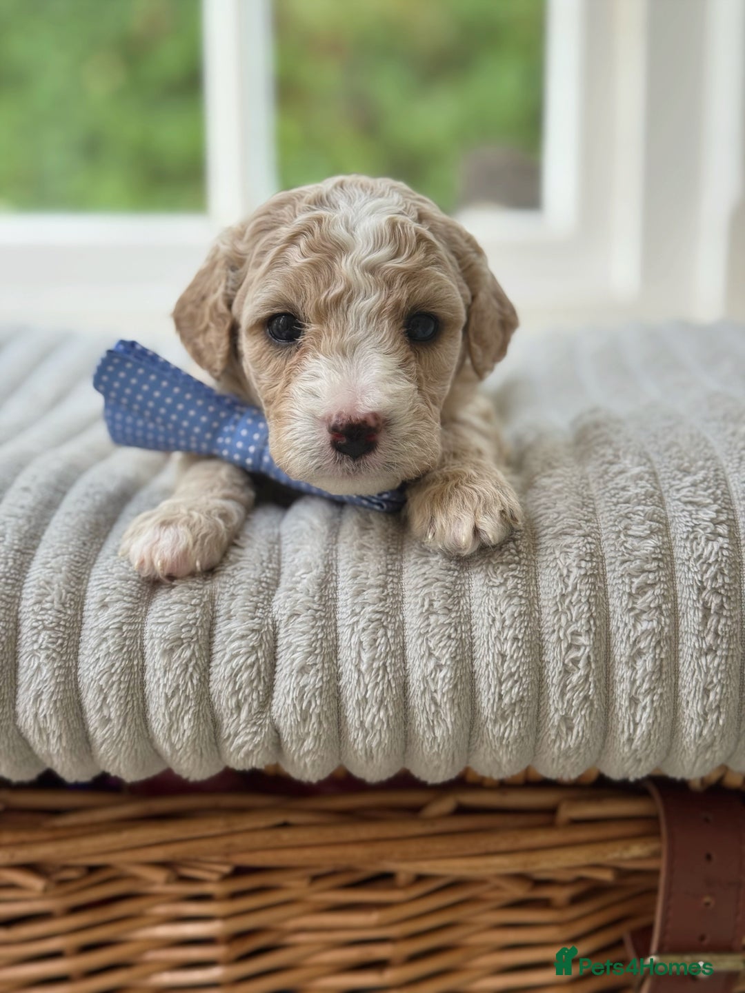 Cavapoochon dogs for sale: Cavapoochon puppies  - Image 7