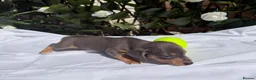 Miniature Dachshund dogs for sale: BEAUTIFUL TINY MINIATURE DASCHUNDS DAPPLE KC  - Advert 7