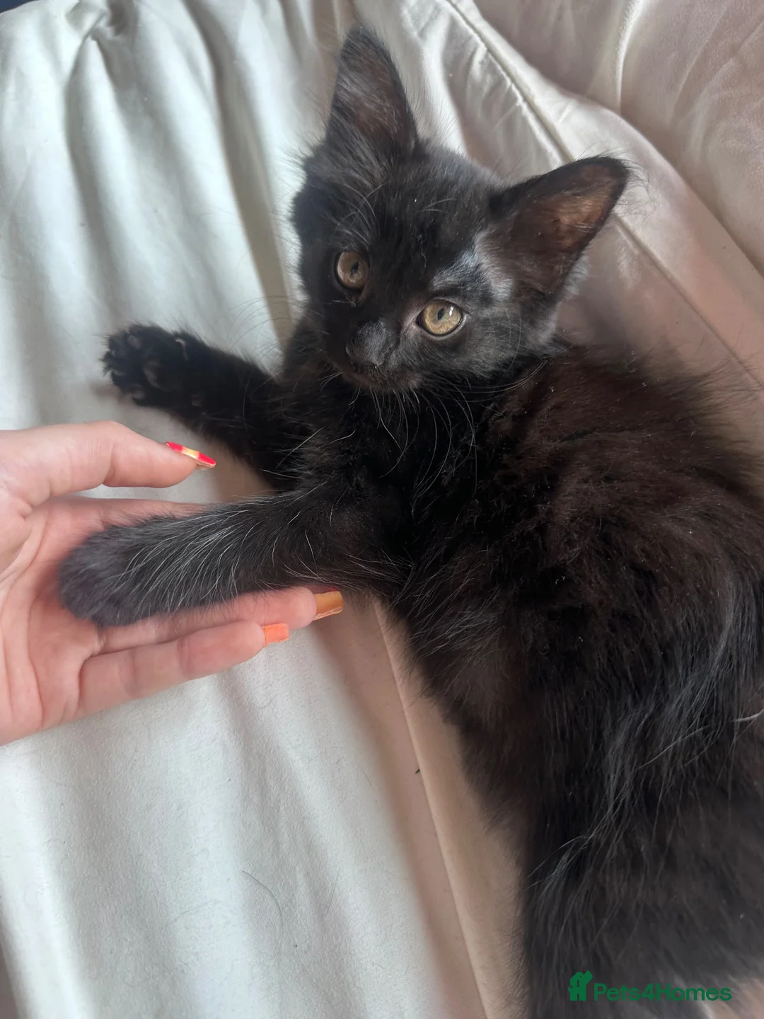 Maine Coon cats for sale: Mainecoon mix kittens in Catterick Garrison - Advert 2