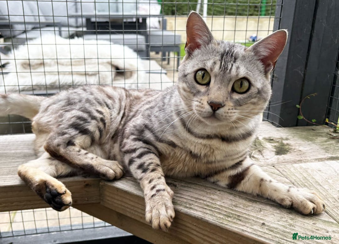 Bengal cats for sale: Outstanding ACTIVE Silver rosetted Bengal boy  - Advert 3