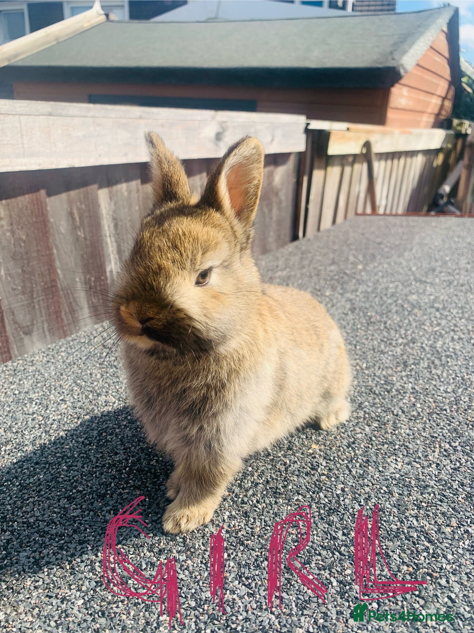 Netherland Dwarf rabbits Netherland Dwarf Cross Baby Rabbits  - Advert 1