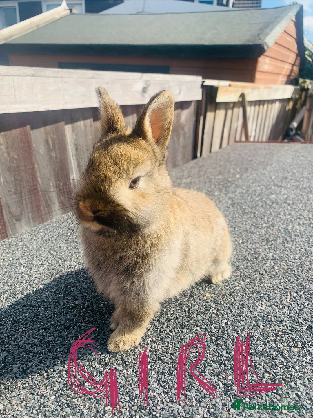 Netherland Dwarf rabbits for sale: Netherland Dwarf Cross Baby Rabbits  in Preston - Advert 1